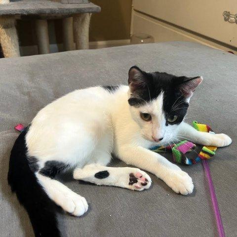 Enlarge Domino, a Adoptable Domestic Short Hair in Portland, OR image 4/6