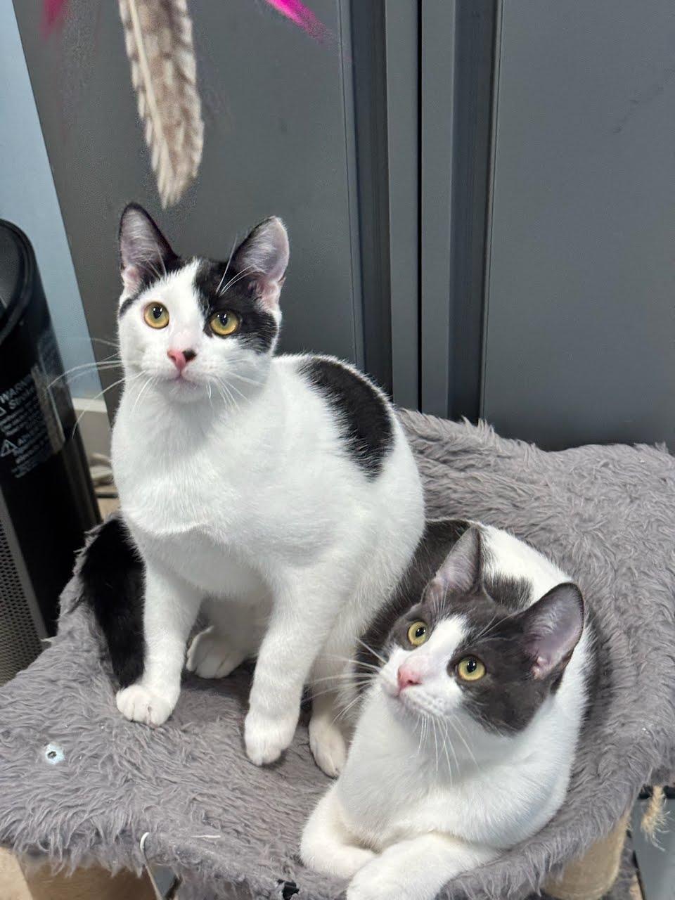 Enlarge Domino, a Adoptable Domestic Short Hair in Portland, OR image 5/6