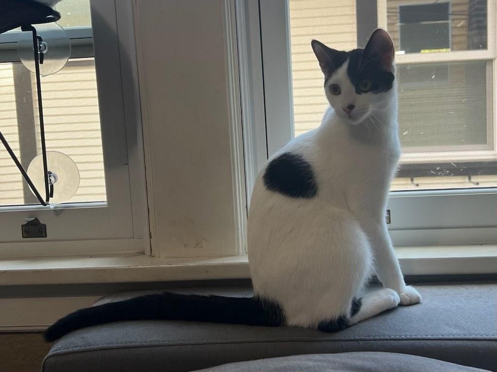 Enlarge Domino, a Adoptable Domestic Short Hair in Portland, OR image 6/6