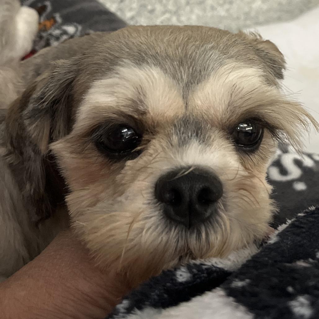Freedom, Adoptable, Adult Female Lhasa Apso.