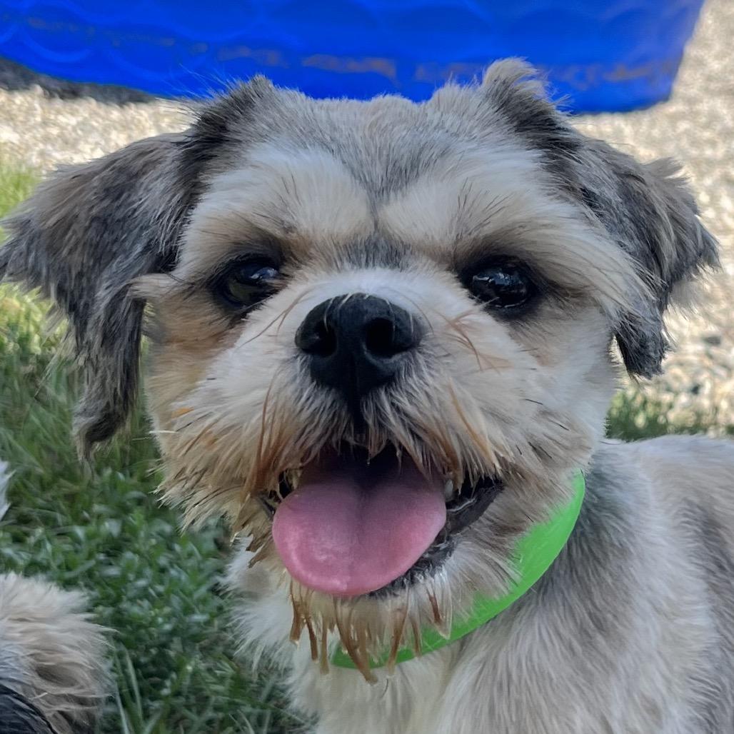 Enlarge Freedom, a Adoptable Lhasa Apso in Fort Wayne, IN image 2/3