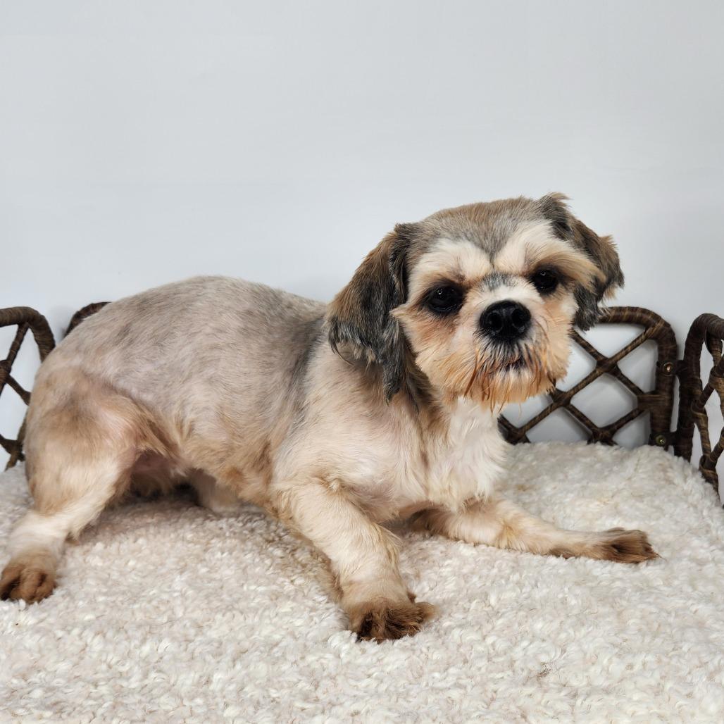 Enlarge Freedom, a Adoptable Lhasa Apso in Fort Wayne, IN image 3/3
