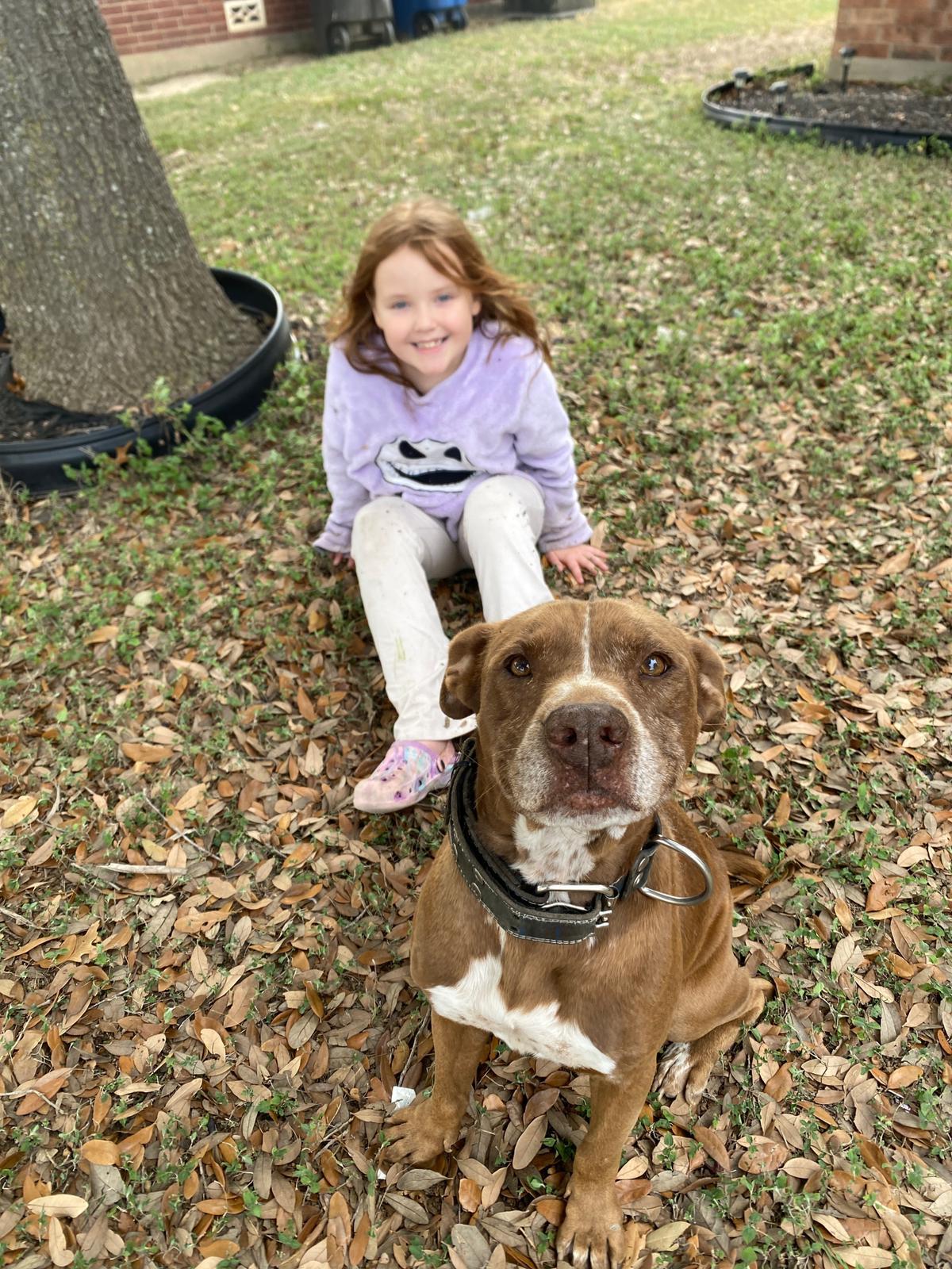 Enlarge Buddy, a Adoptable mixed breed in Albany, NY image 6/6