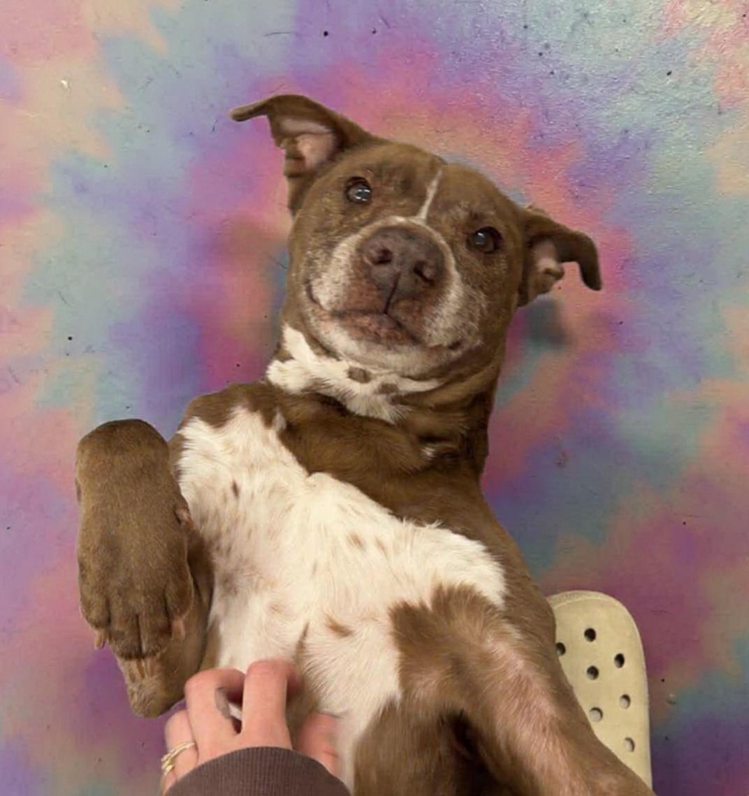 Enlarge Buddy, a Adoptable mixed breed in Albany, NY image 4/6