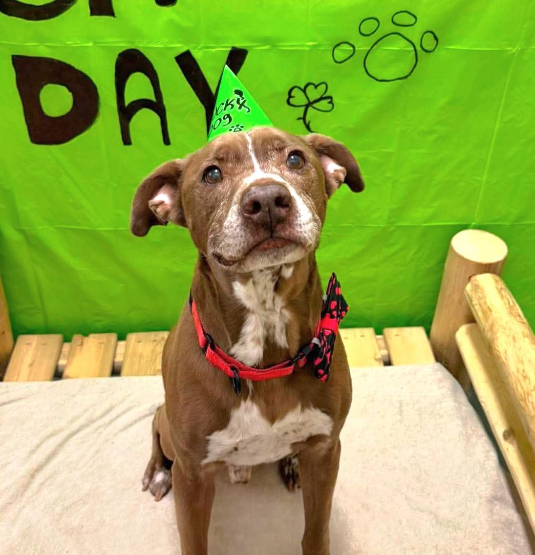 Enlarge Buddy, a Adoptable mixed breed in Albany, NY image 3/6