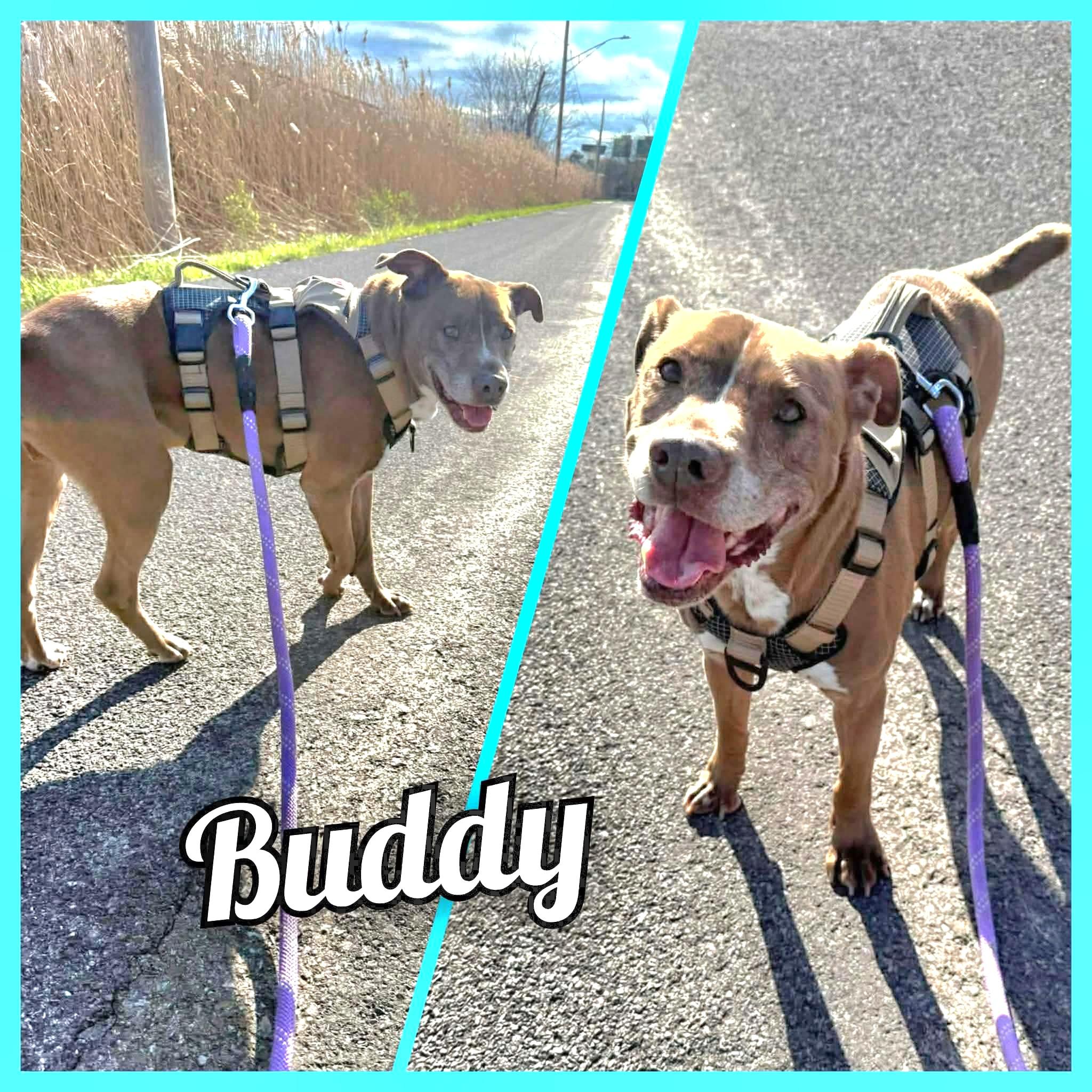 Buddy, Adoptable, Adult Male Bulldog & Labrador Retriever.