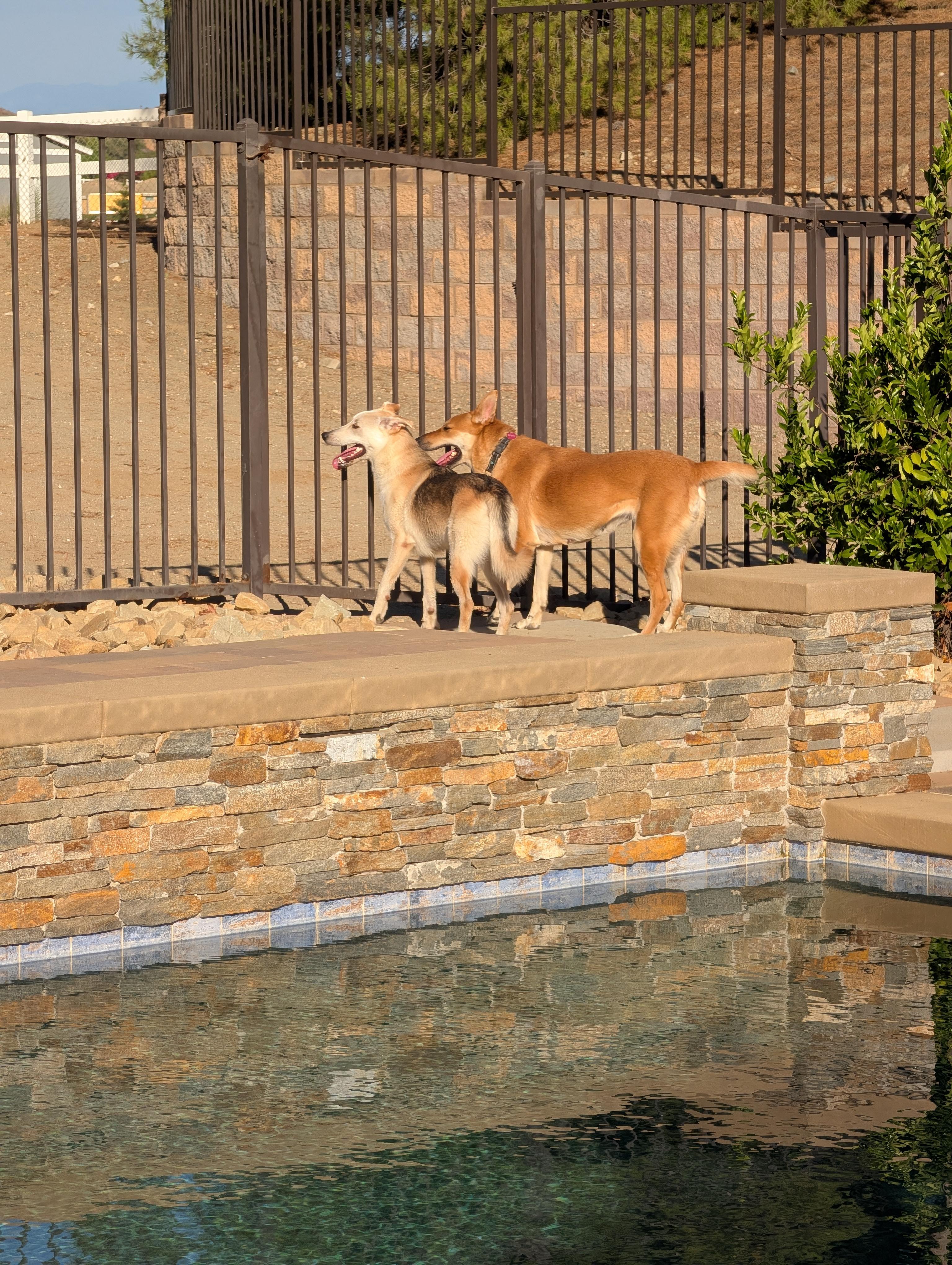 Enlarge Merry, a Adopted mixed breed in Perris, CA image 3/4