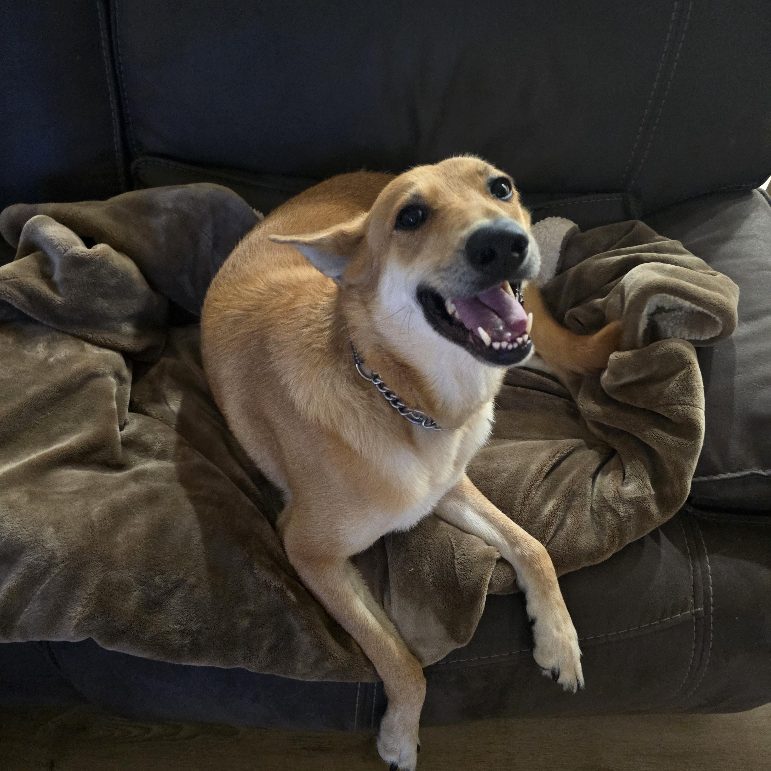 Enlarge Merry, a Adopted mixed breed in Perris, CA image 1/4