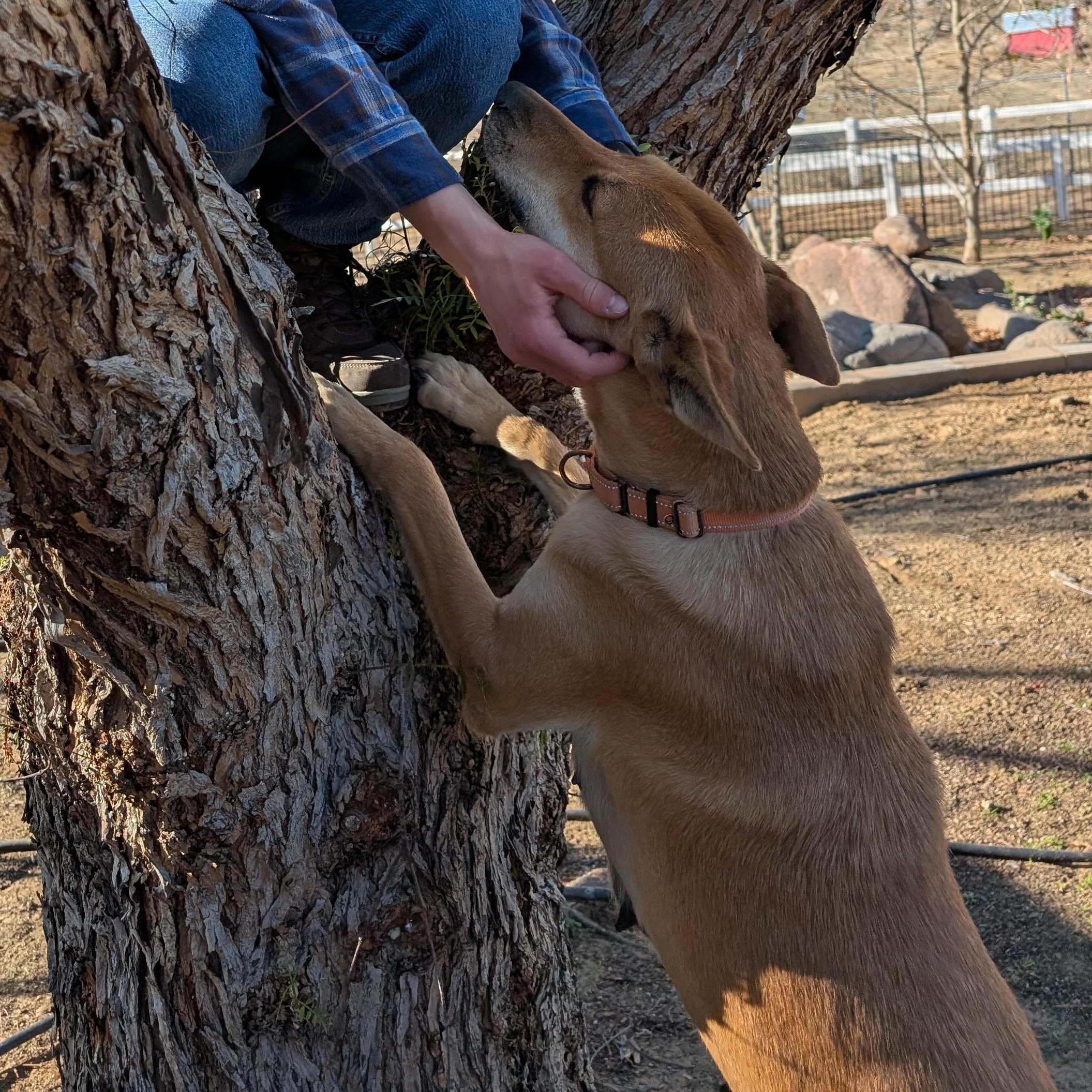 Merry, Adopted, Adult Female Belgian Shepherd / Malinois & German Shepherd Dog.