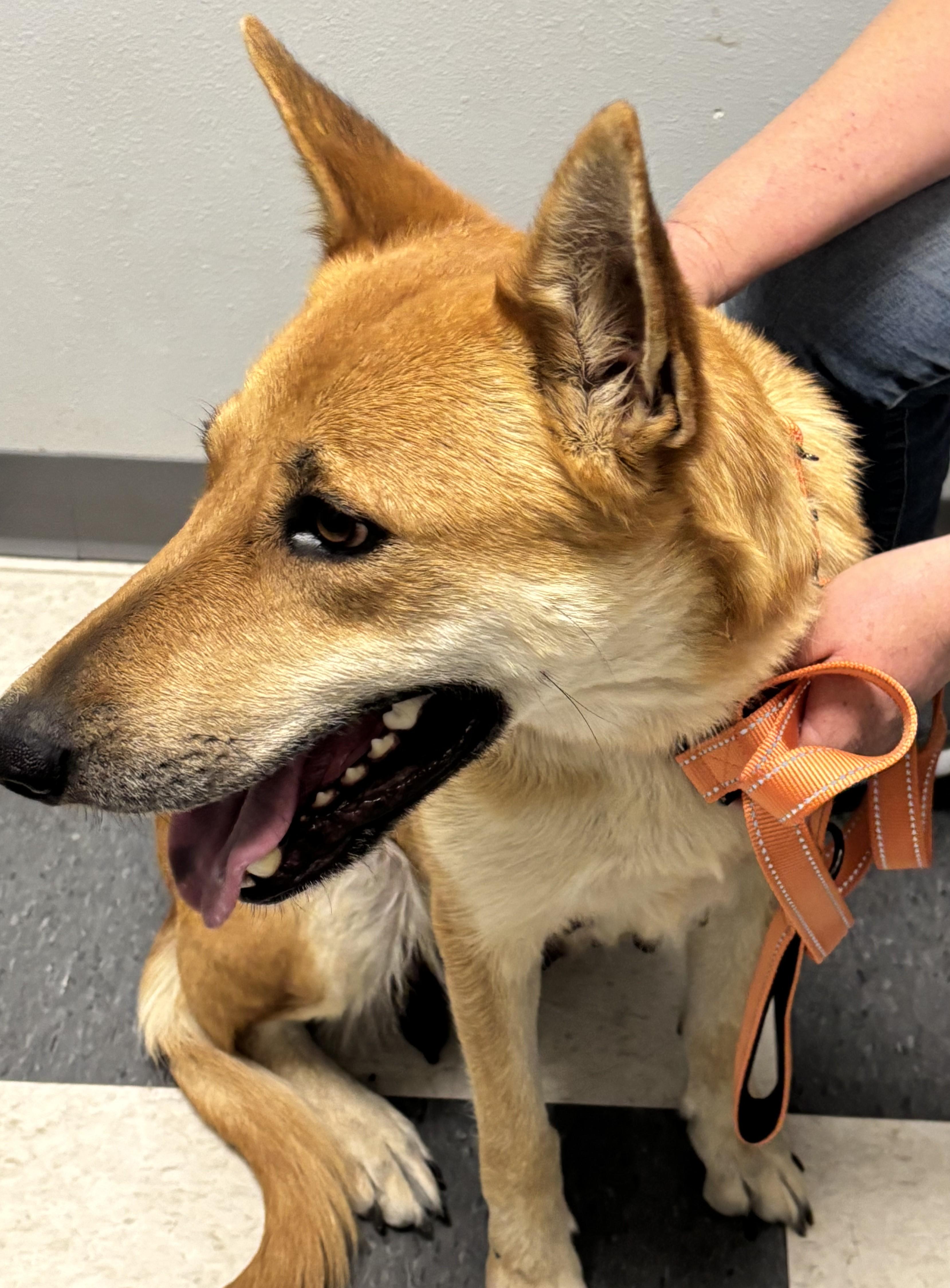 Enlarge Merry, a Adopted mixed breed in Perris, CA image 4/4