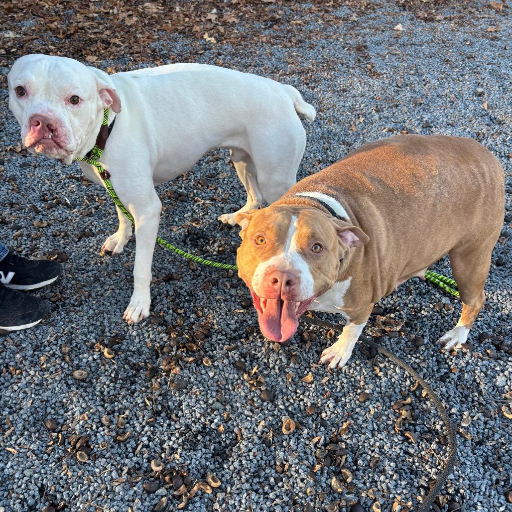 Luna, Adoptable, Adult Female Pit Bull Terrier.