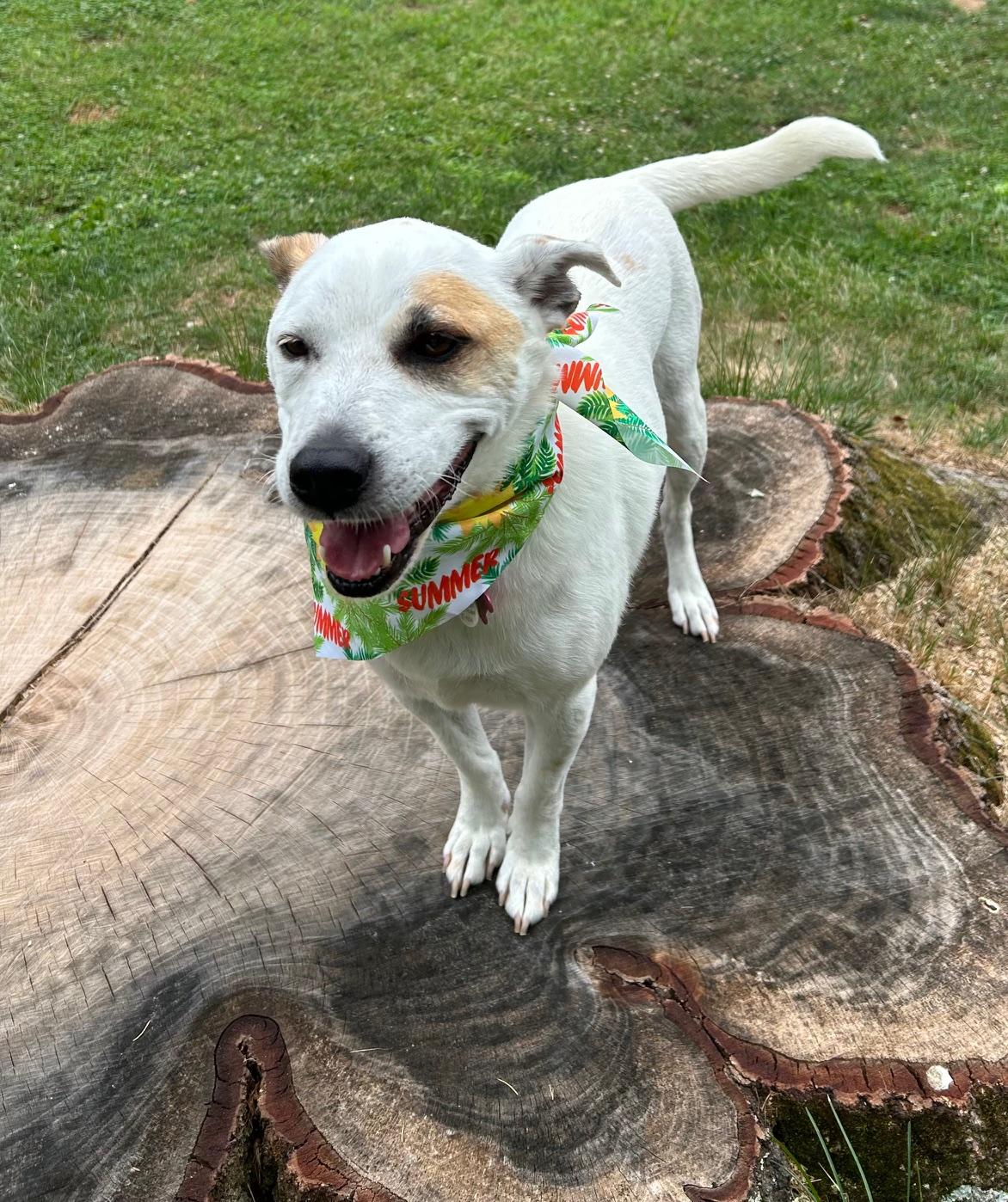 Jasper, Adoptable, Adult Male Mixed Breed & Terrier.