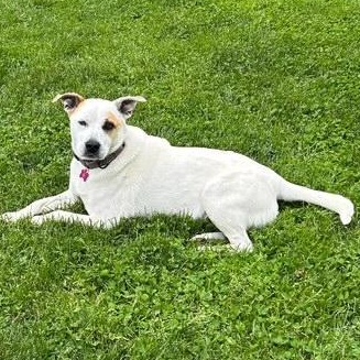 Enlarge Jasper, a Adoptable mixed breed in Williamstown, NJ image 2/4