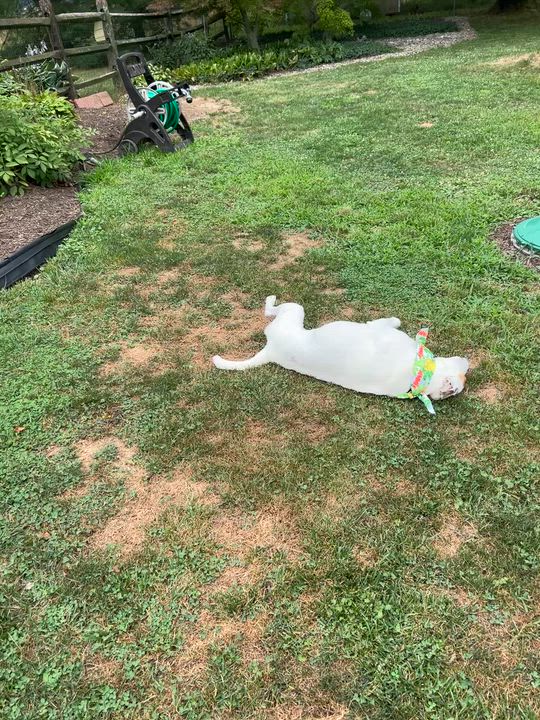 Enlarge Jasper, a Adoptable mixed breed in Williamstown, NJ video 3/4