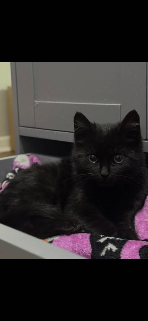 *Oprah Whisker — thumbnail 2