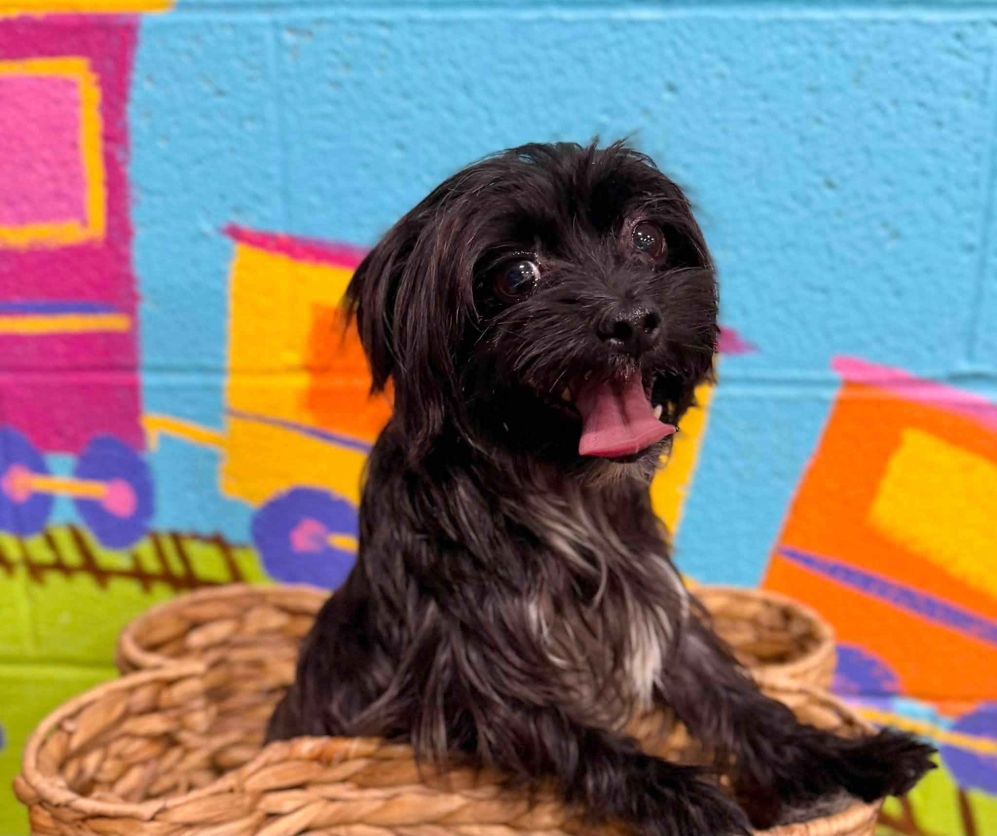Cora, an adopted Morkie in Antioch, TN image 2/3