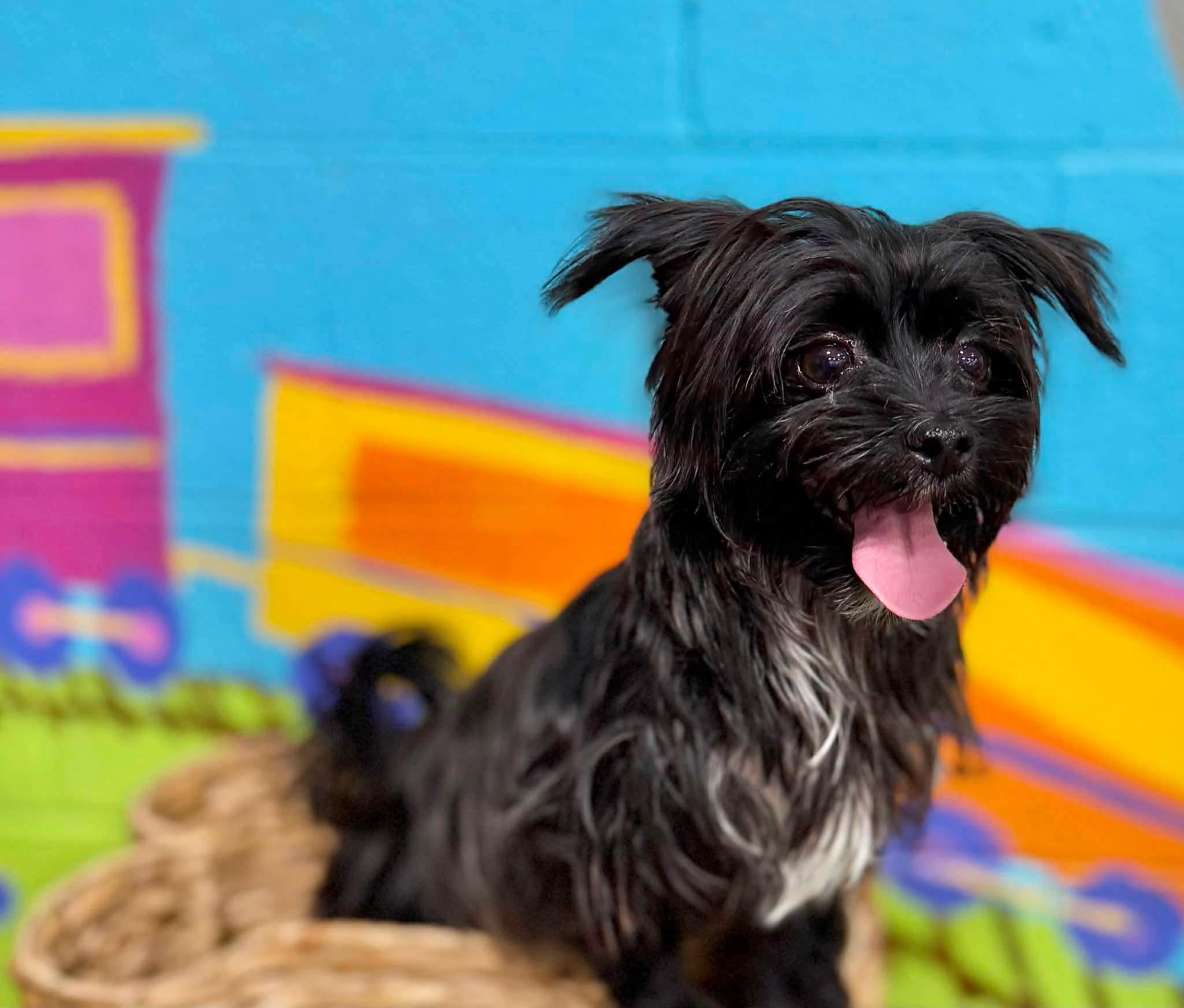 Cora, an adopted Morkie in Antioch, TN image 3/3