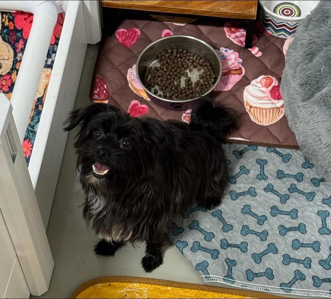 Cora, an adopted Morkie in Antioch, TN image 1/3