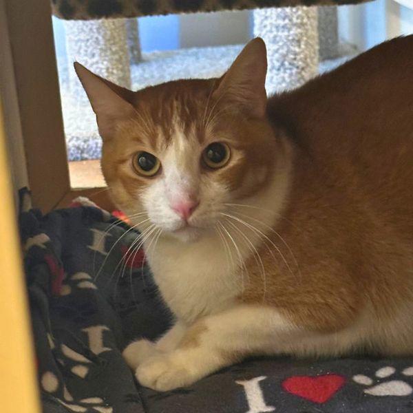 Enlarge Slinky, a Adoptable mixed breed in Walnut Creek, CA image 1/1