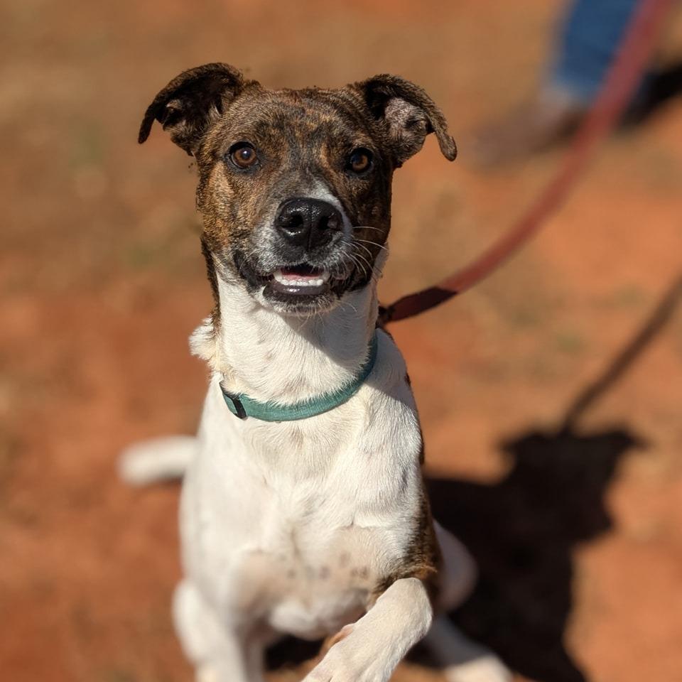 Cyrus, a Adoptable mixed breed in Lenoir, NC image 2/6