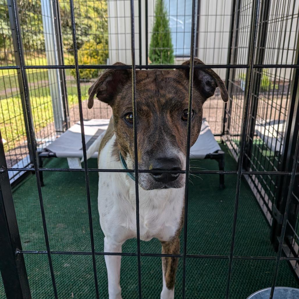 Cyrus, a Adoptable mixed breed in Lenoir, NC image 3/6