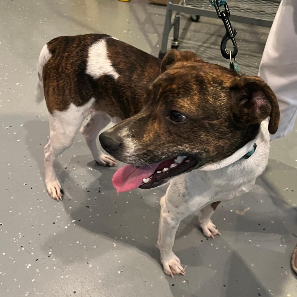 Enlarge Cyrus, a Adoptable mixed breed in Lenoir, NC image 4/6