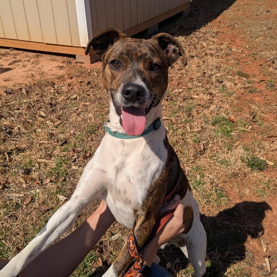 Enlarge Cyrus, a Adoptable mixed breed in Lenoir, NC image 5/6