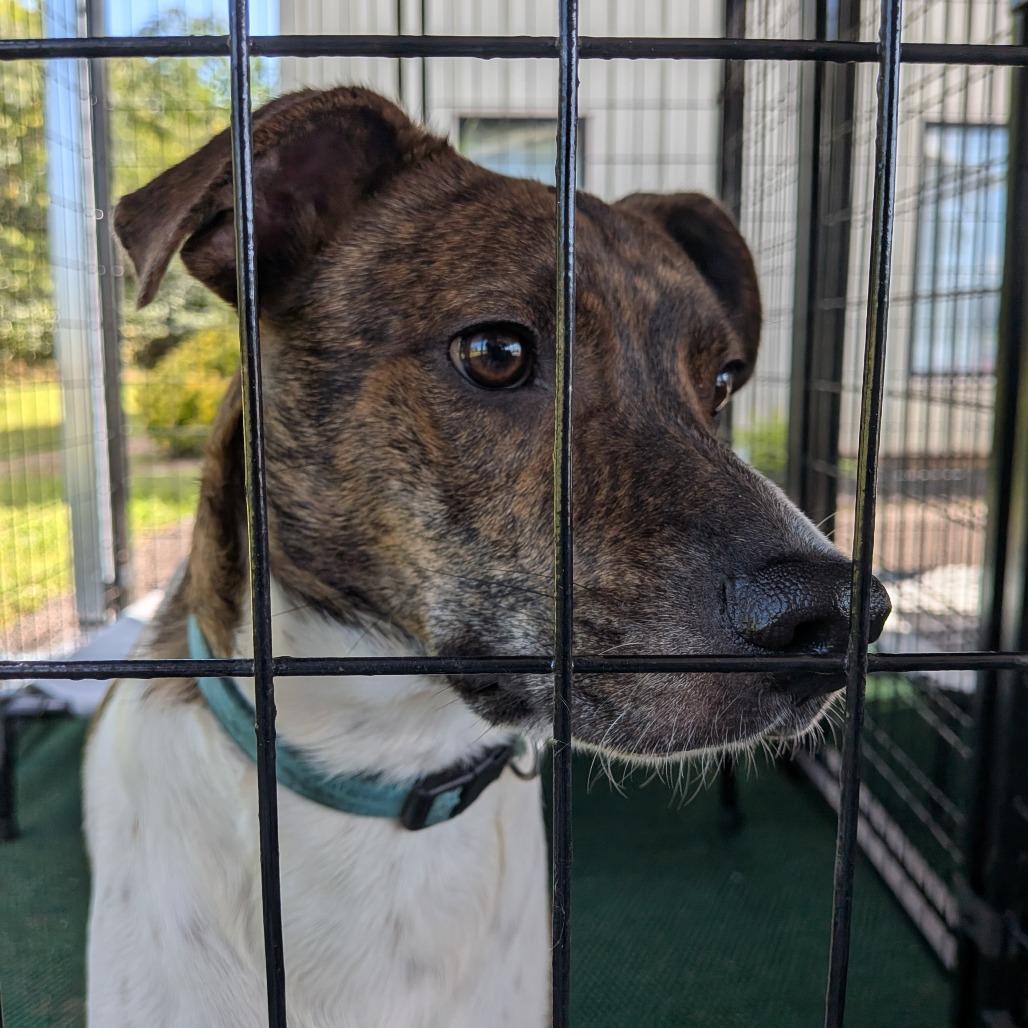 Cyrus, a Adoptable mixed breed in Lenoir, NC image 5/6
