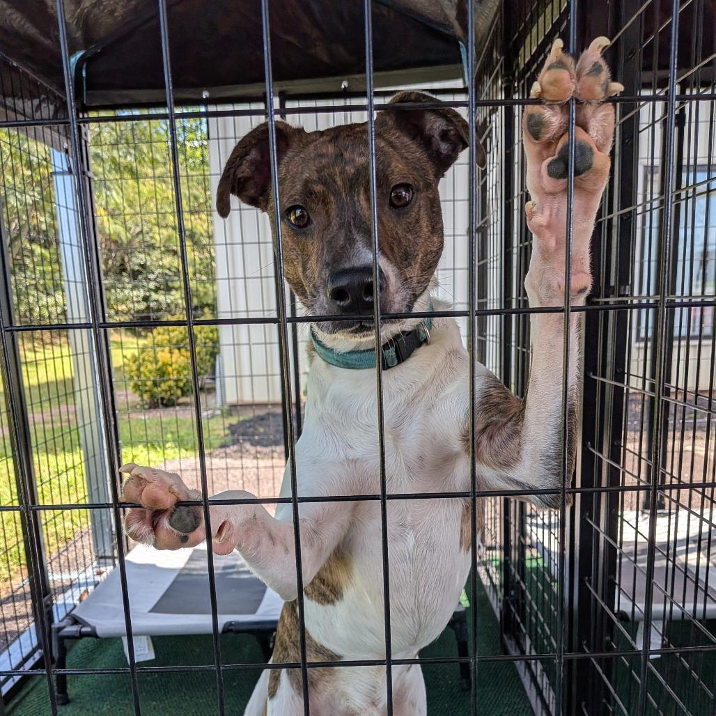 Cyrus, a Adoptable mixed breed in Lenoir, NC image 6/6