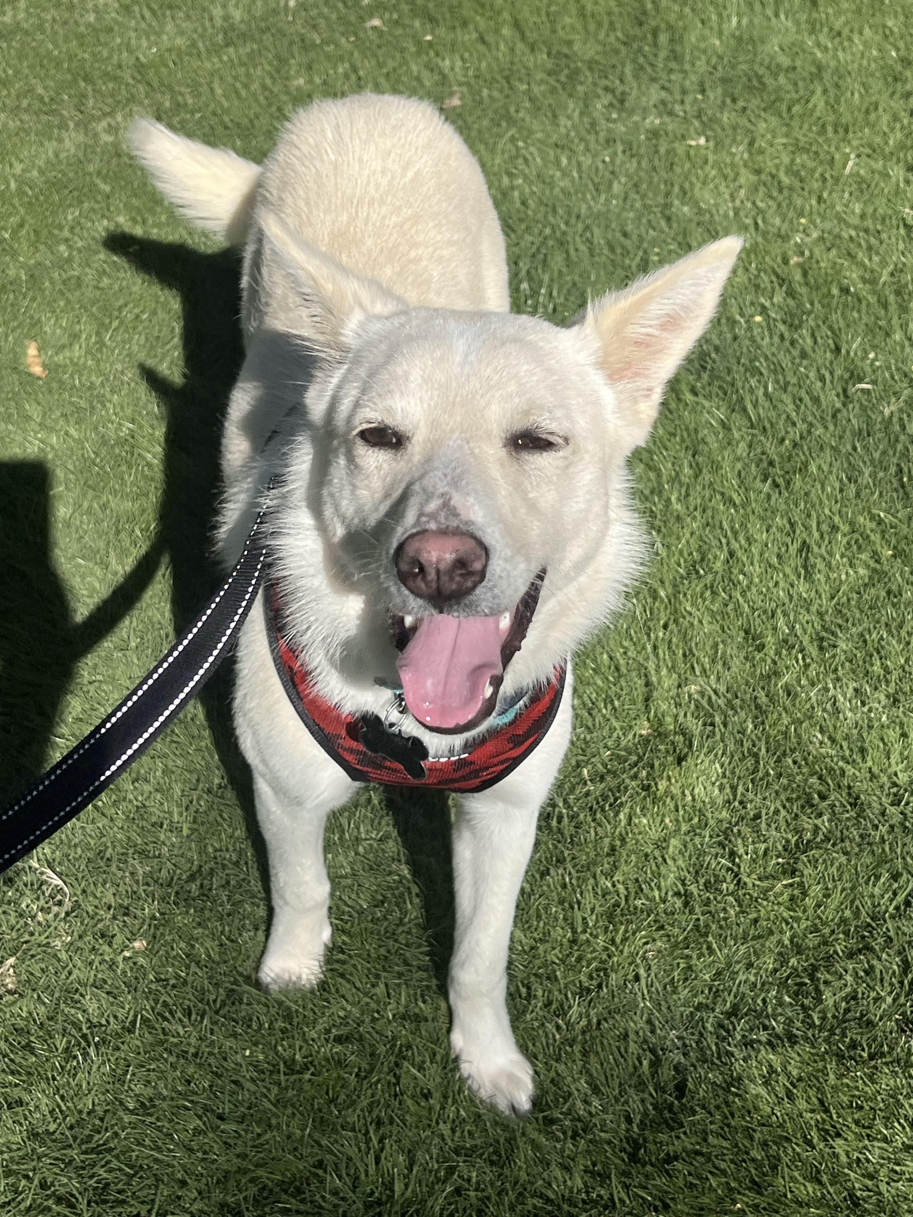 Enlarge Lilly, a Adoptable mixed breed in Scottsdale, AZ image 1/5