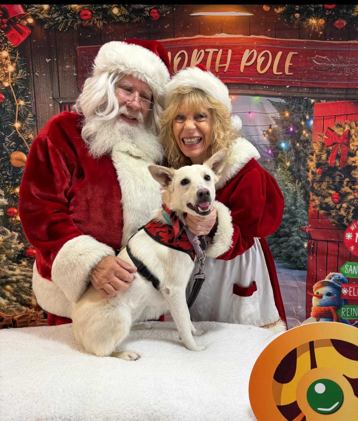 Enlarge Lilly, a Adoptable mixed breed in Scottsdale, AZ image 2/5