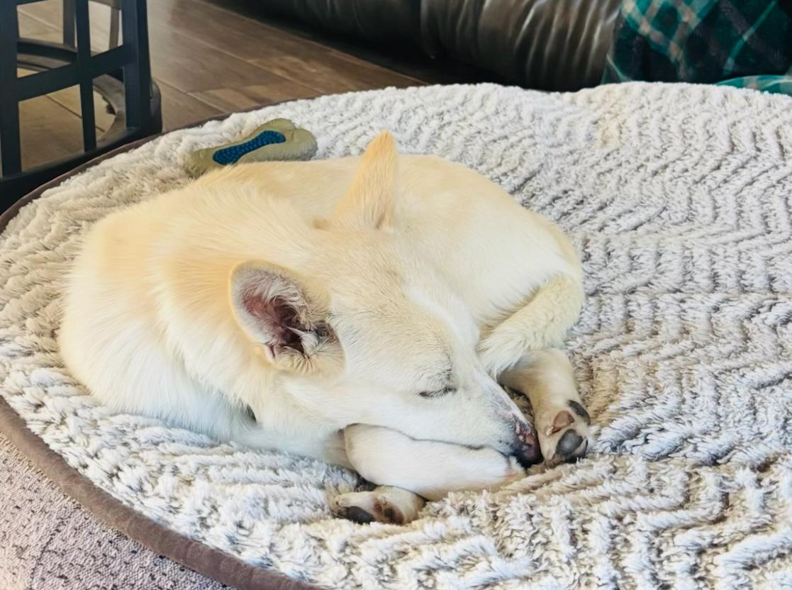 Enlarge Lilly, a Adoptable mixed breed in Scottsdale, AZ image 3/5