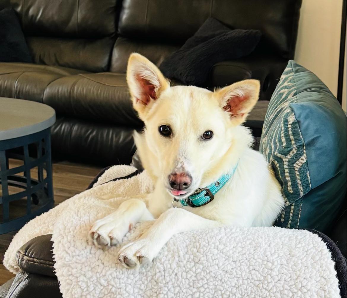 Enlarge Lilly, a Adoptable mixed breed in Scottsdale, AZ image 4/5