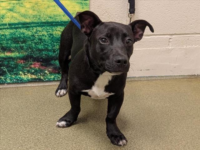 HELP ME PLEASE! DEVI -ID#A544847