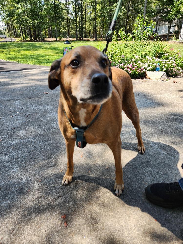 Dolphin, Adoptable, Senior Male Labrador Retriever & Hound.