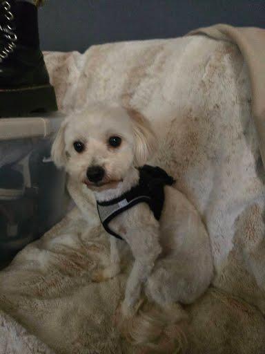 Beanie, a ADOPTABLE mixed breed in Vista, CA image 2/6