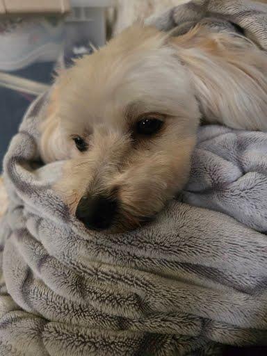 Beanie, a ADOPTABLE mixed breed in Vista, CA image 4/6