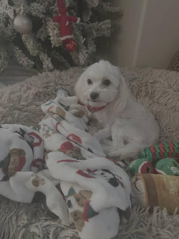 Beanie, a ADOPTABLE mixed breed in Vista, CA image 3/6