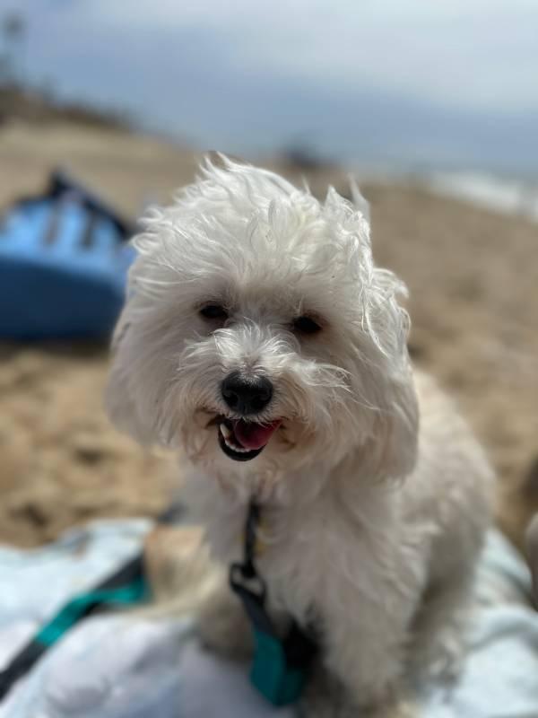 Beanie, a ADOPTABLE mixed breed in Vista, CA image 5/6