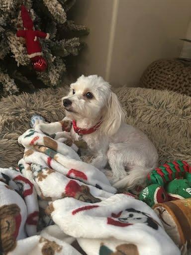 Beanie, ADOPTABLE, Adult Male Maltipoo.