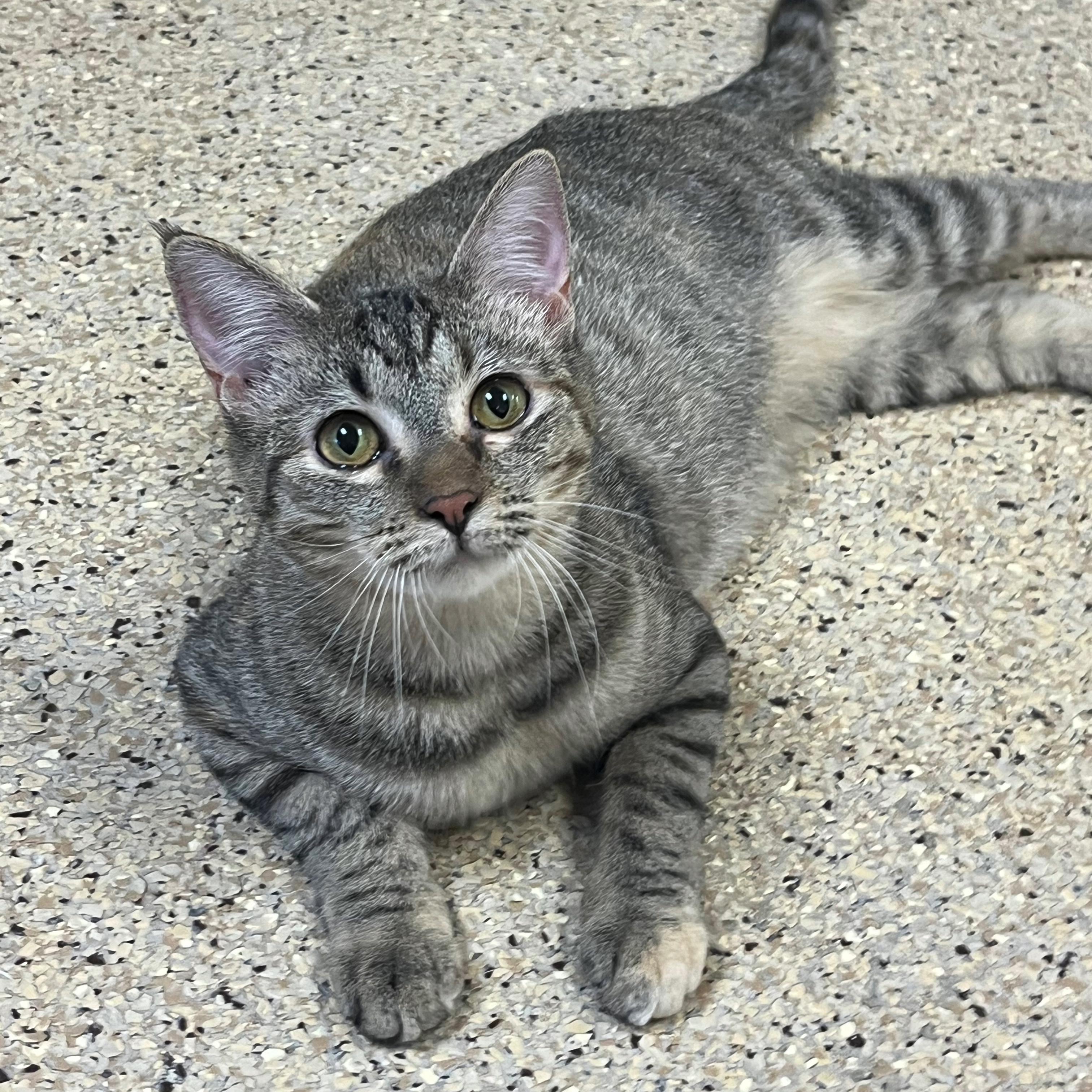 Enlarge Jada, an adopted mixed breed in Kerrville, TX image 1/1