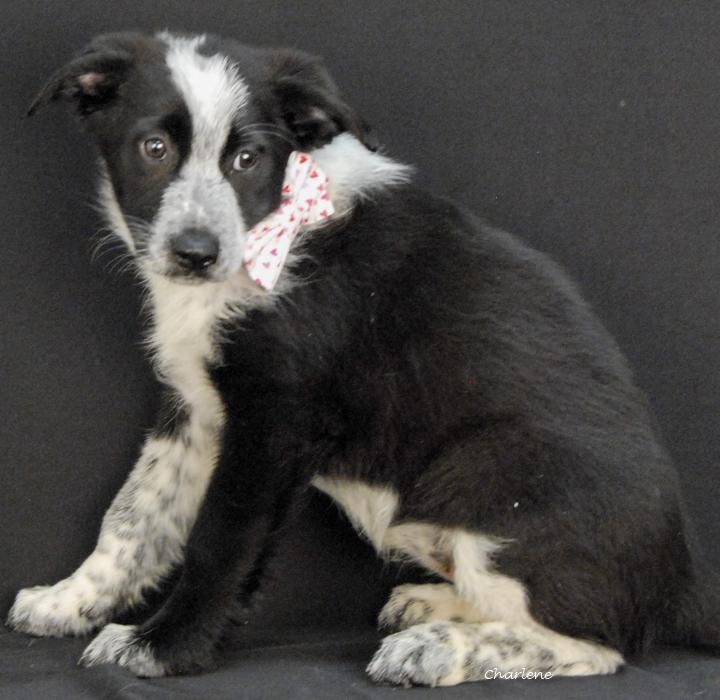 Enlarge Honey, a ADOPTABLE mixed breed in Newland, NC image 2/2