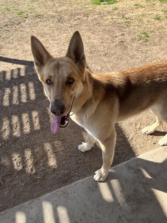 Sable A209064