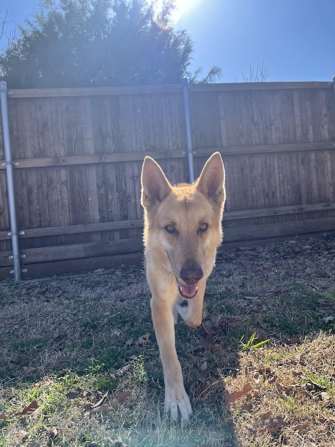 Sable A209064