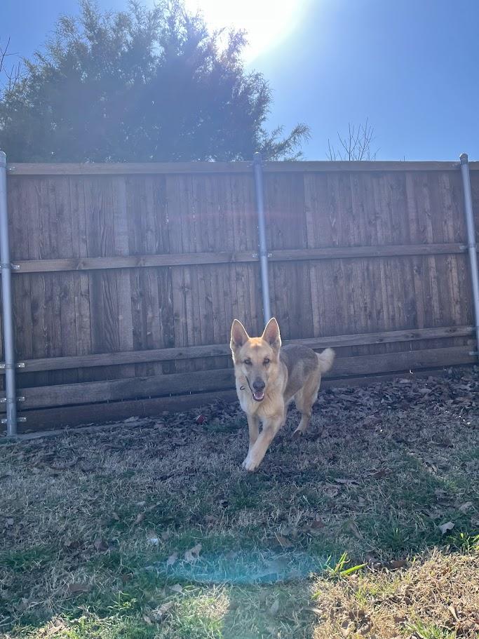 Sable A209064