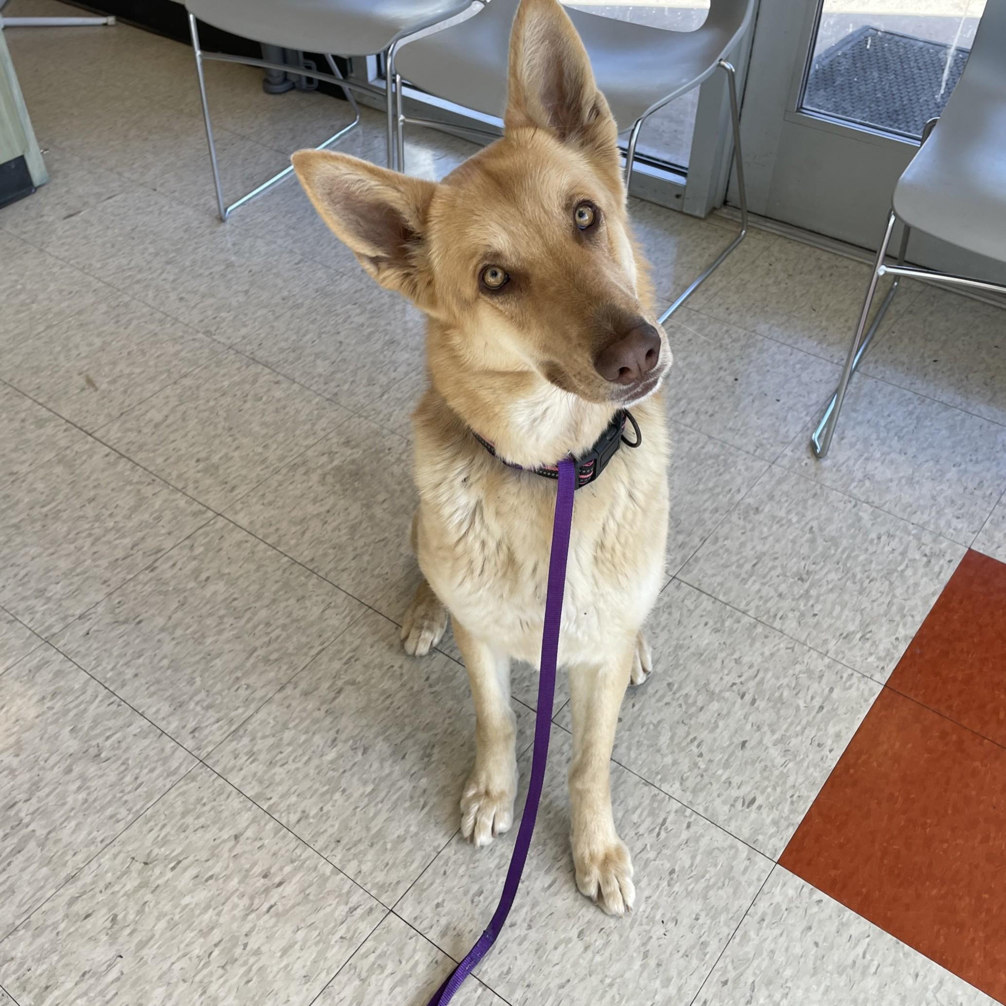 Sable A209064