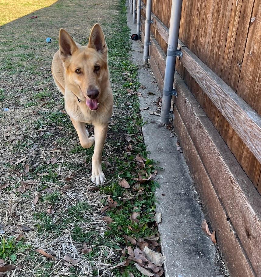 Sable A209064