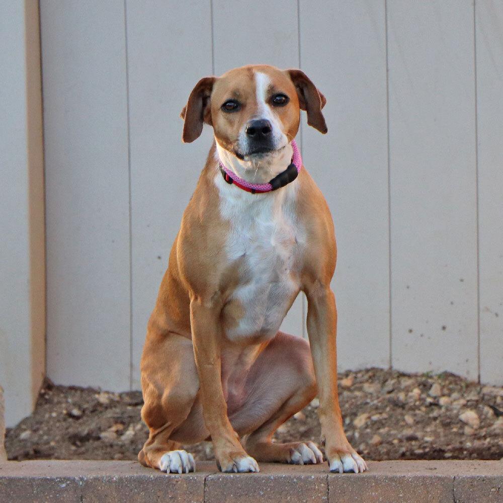 Grace, Adoptable, Adult Female Mixed Breed.