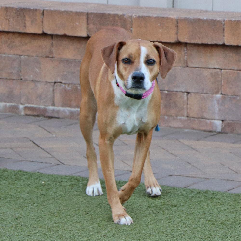 Enlarge Grace, a Adoptable mixed breed in Port Washington, NY image 2/4