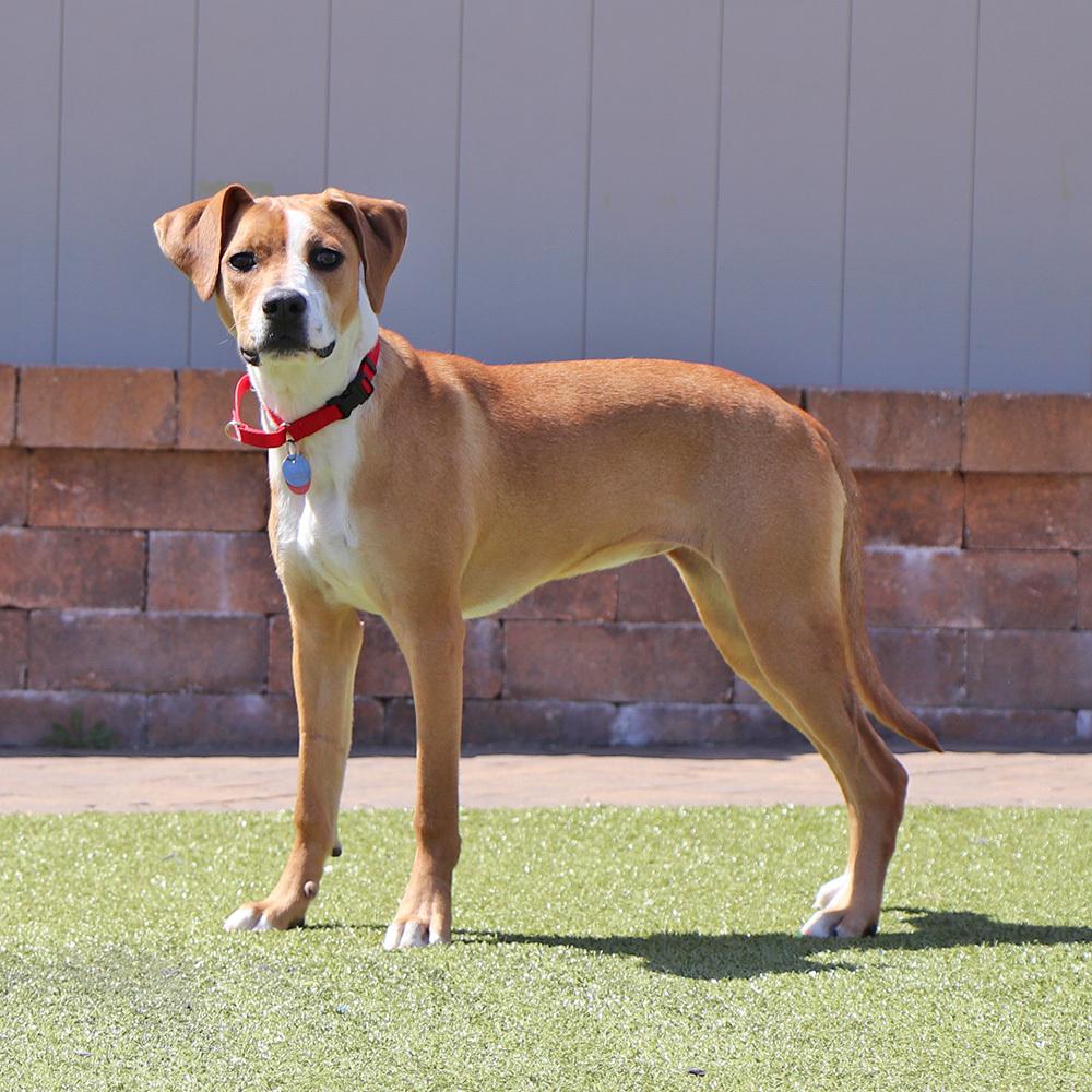 Grace, a Adoptable mixed breed in Port Washington, NY image 1/5